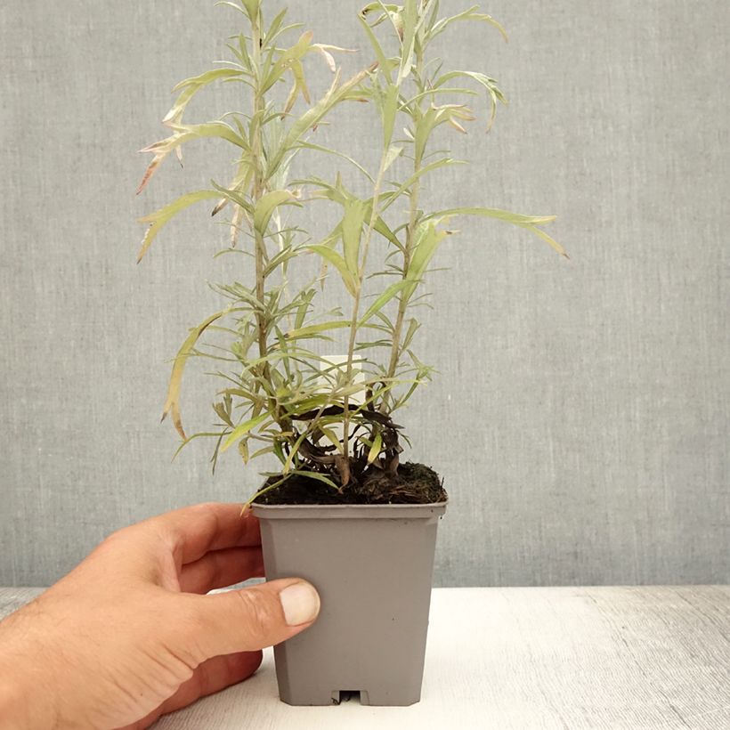 Artemisia ludoviciana Silver Queen 8/9 cm pot sample as delivered in summer