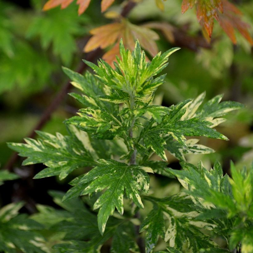 Artemisia vulgaris Oriental Limelight (Foliage)