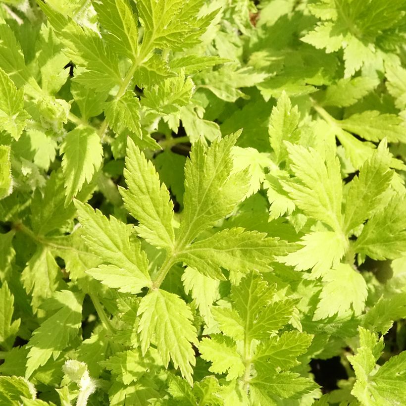 Artemisia lactiflora Jim Russell (Foliage)