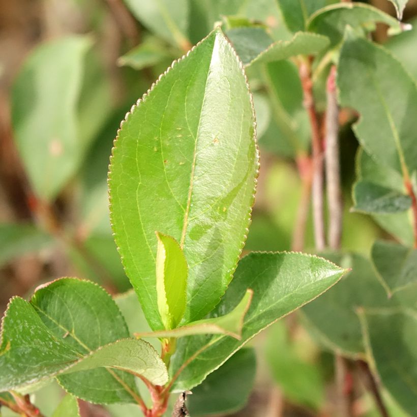 Aronia prunifolia Lowberry Little Helpers (Foliage)