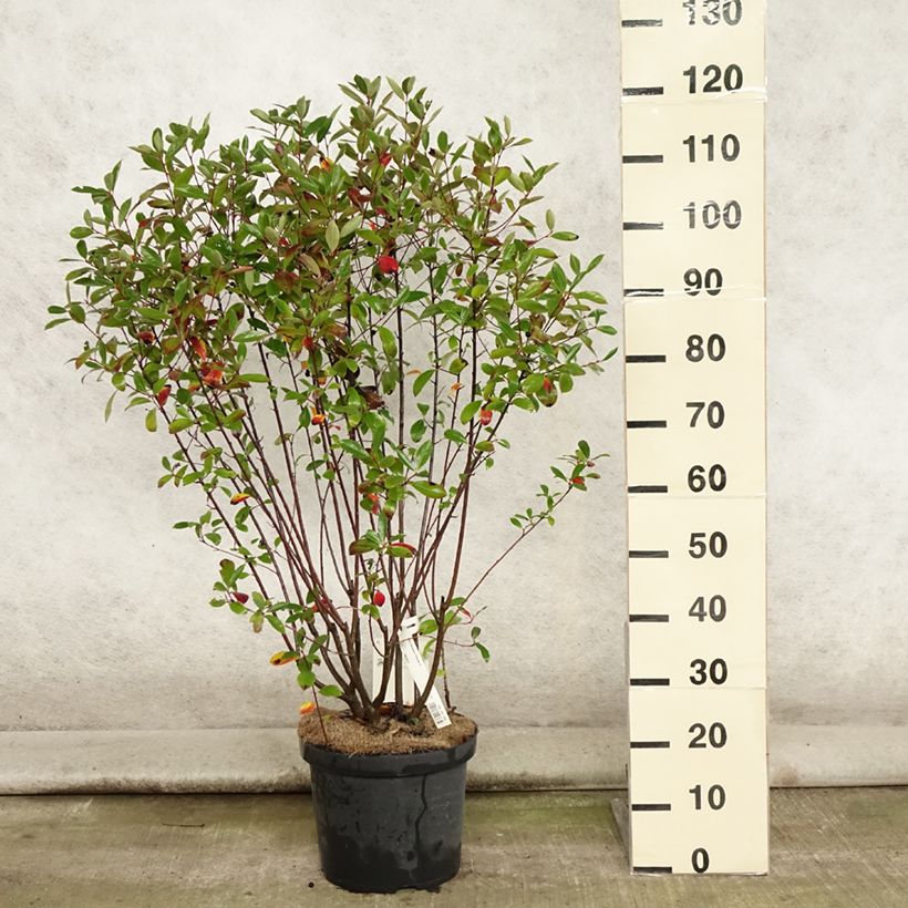 Aronia melanocarpa Professor Ed 7.5L/10L pot sample as delivered in summer