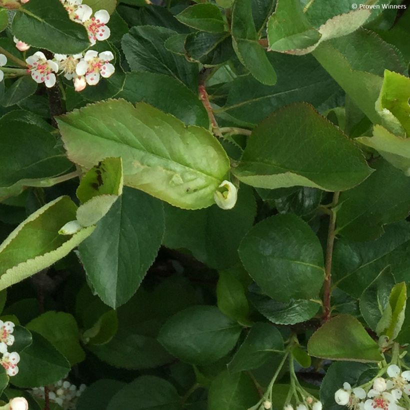 Aronia melanocarpa Revontuli Hedger (Foliage)