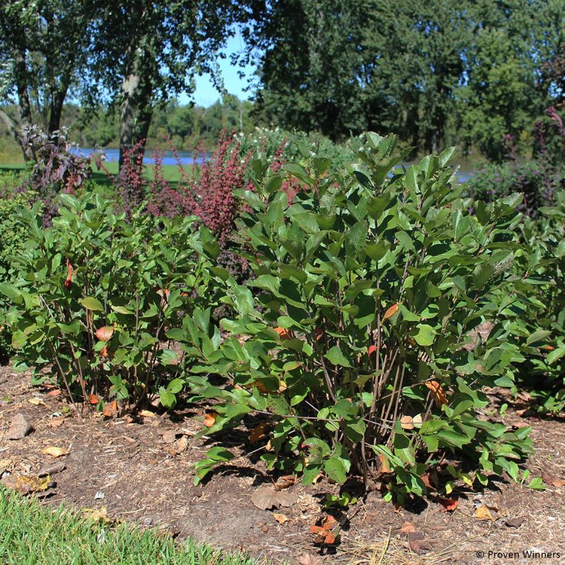 Aronia melanocarpa Revontuli Hedger (Plant habit)
