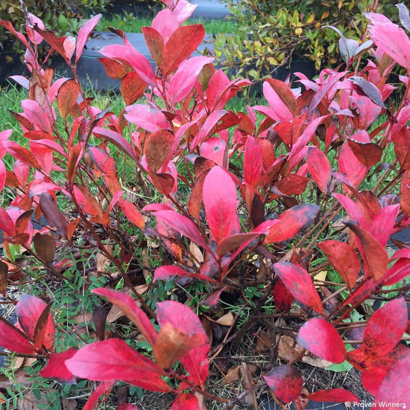 Aronia melanocarpa Revontuli Mound (Foliage)