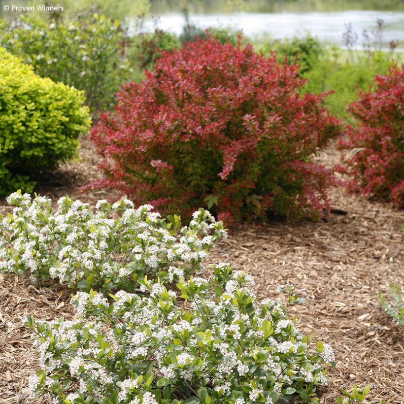 Aronia melanocarpa Revontuli Mound (Plant habit)