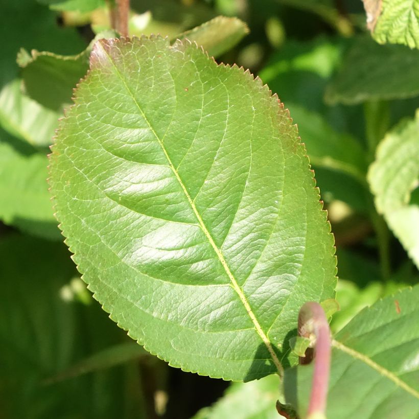 Aronia prunifolia Rubina (Foliage)