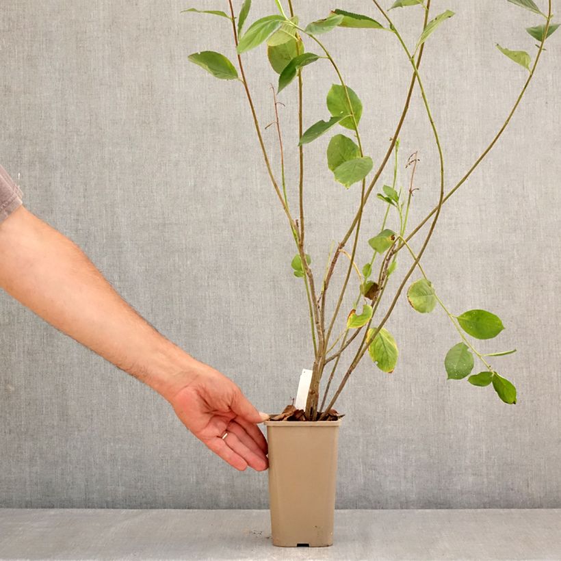 Aronia prunifolia Rubina 1.5L/2L pot, Clump sample as delivered in summer