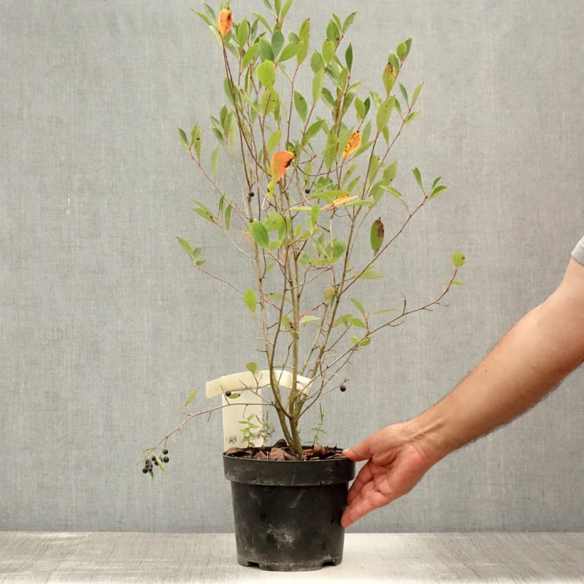 Aronia melanocarpa Hugin 2L/3L pot sample as delivered in summer
