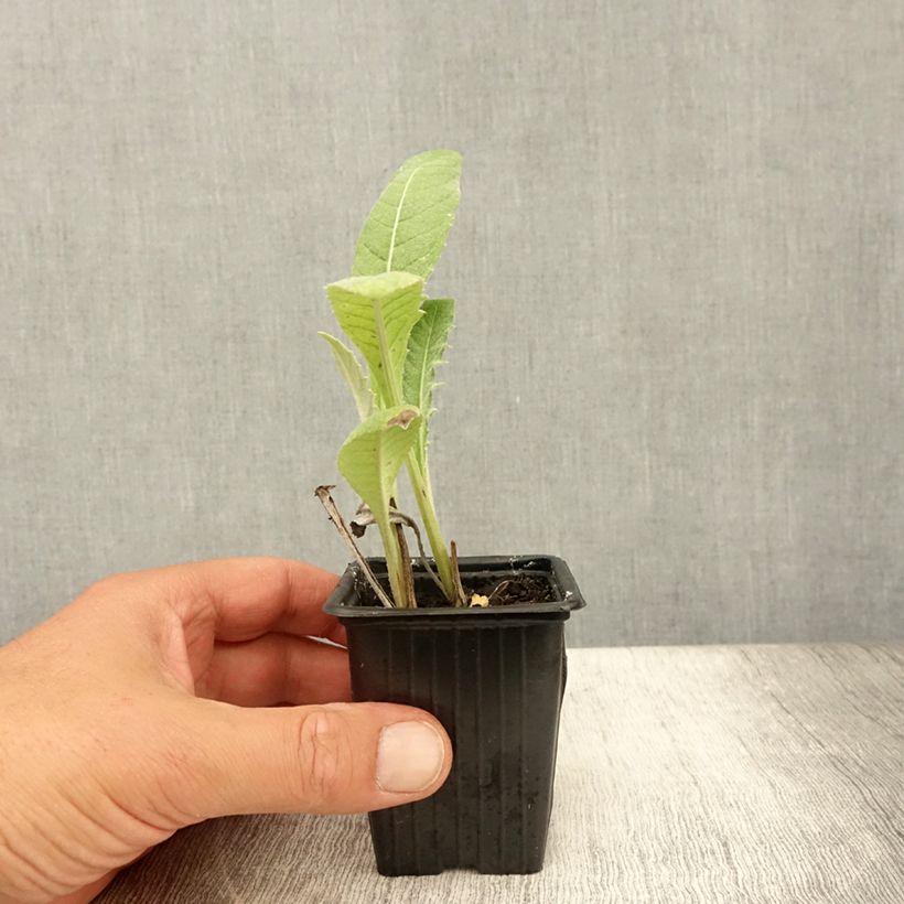 Artichoke Gros Vert de Laon 7/8 cm pot sample as delivered in summer