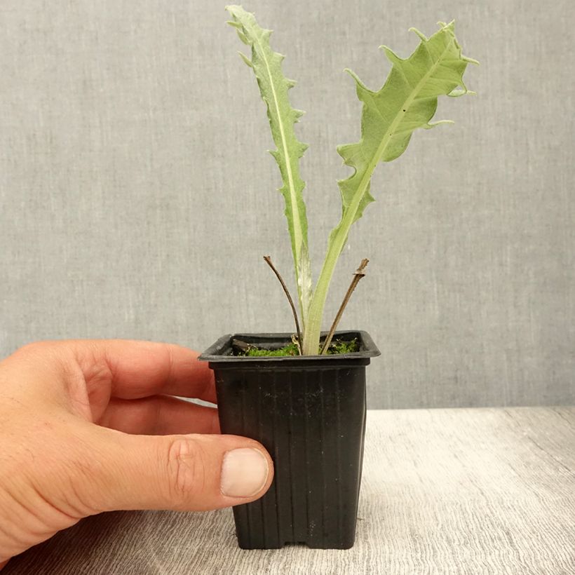 Artichoke Violet de Provence plants - Cynara scolymus 7/8 cm pot sample as delivered in summer