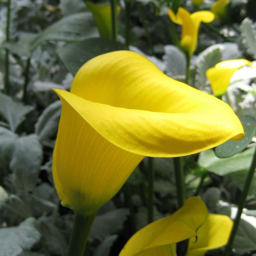 Zantedeschia elliottiana Solfatare - Calla Lily (Flowering)