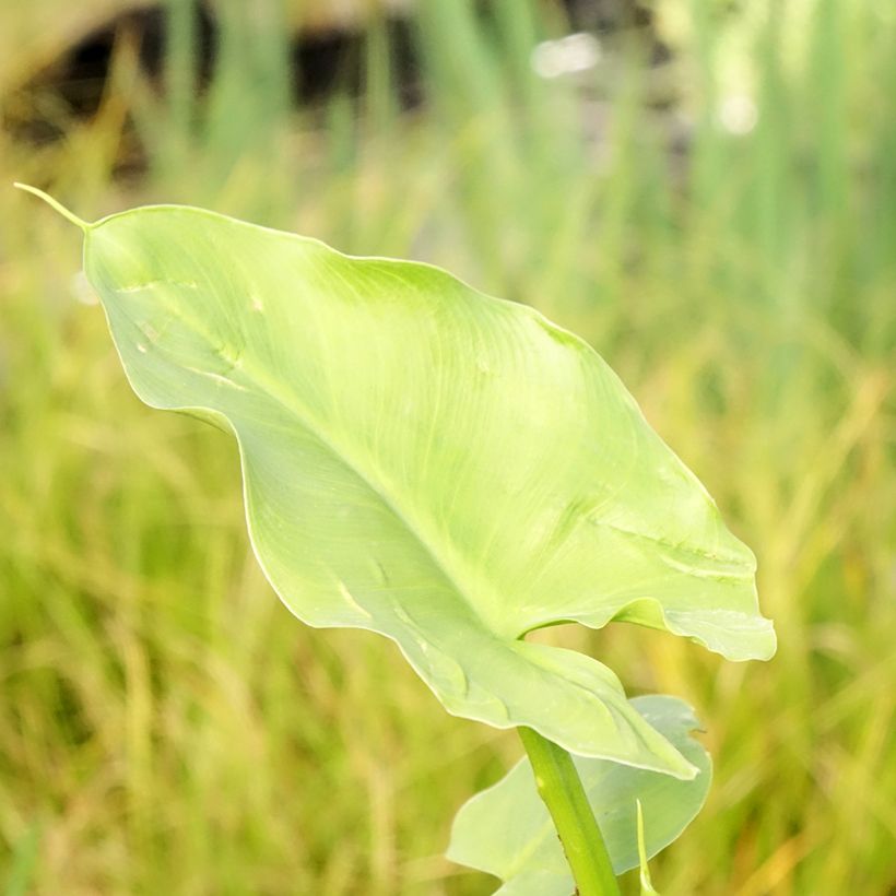 Zantedeschia aethiopica Green Goddess - Arum-lily (Foliage)