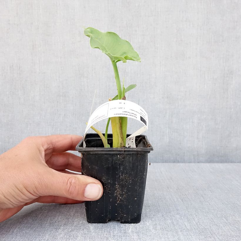 Zantedeschia aethiopica Green Goddess - Arum-lily 8/9 cm pot size 15+ sample as delivered in spring