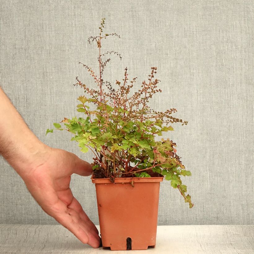 Aruncus Chantilly Lace - Barbe de bouc Pot de 1L/1,5L sample as delivered in summer
