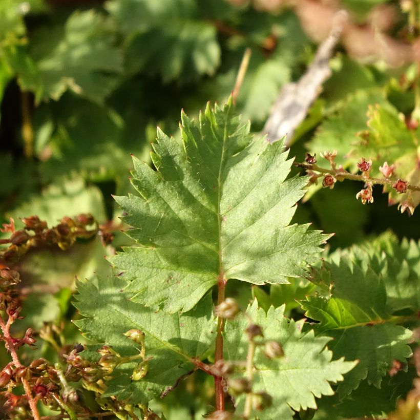 Aruncus dioïcus var. kamtschaticus - Goat's Beard (Foliage)