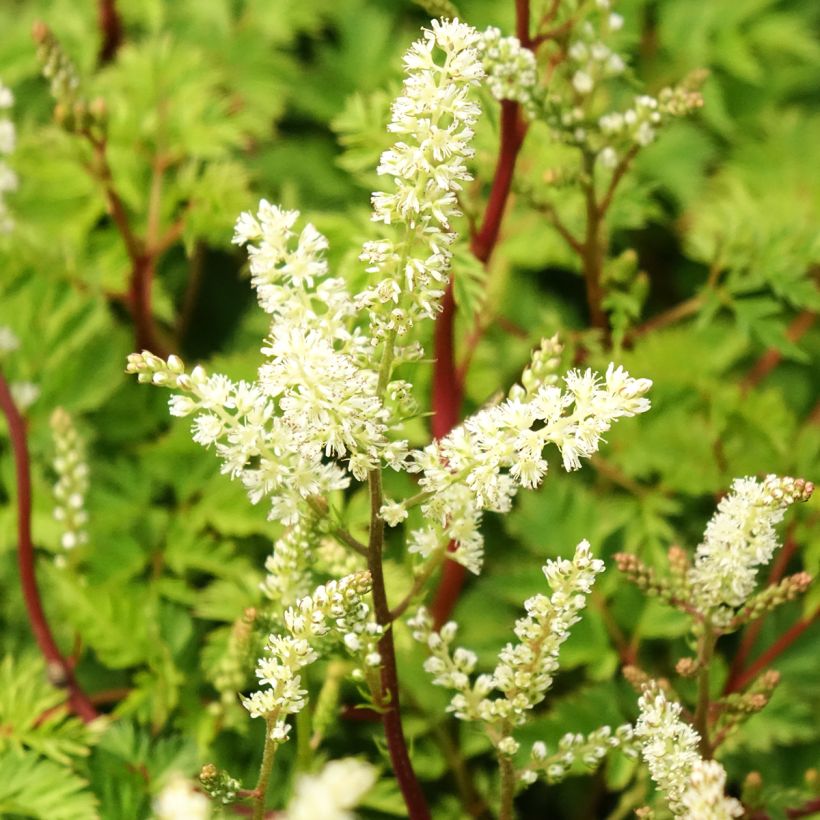 Aruncus dioïcus Kneiffii - Goat's Beard (Flowering)