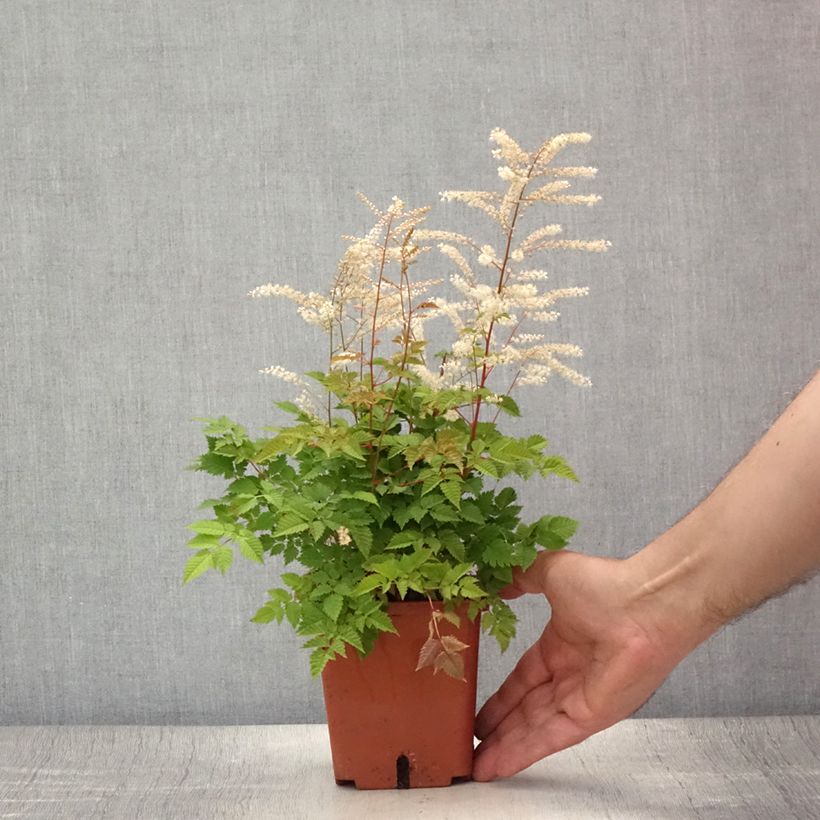 Aruncus Misty Lace 1L/1.5L pot sample as delivered in summer
