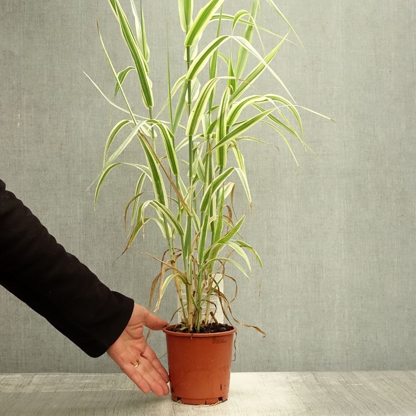 Arundo donax Versicolor 1L/1.5L pot sample as delivered in autumn