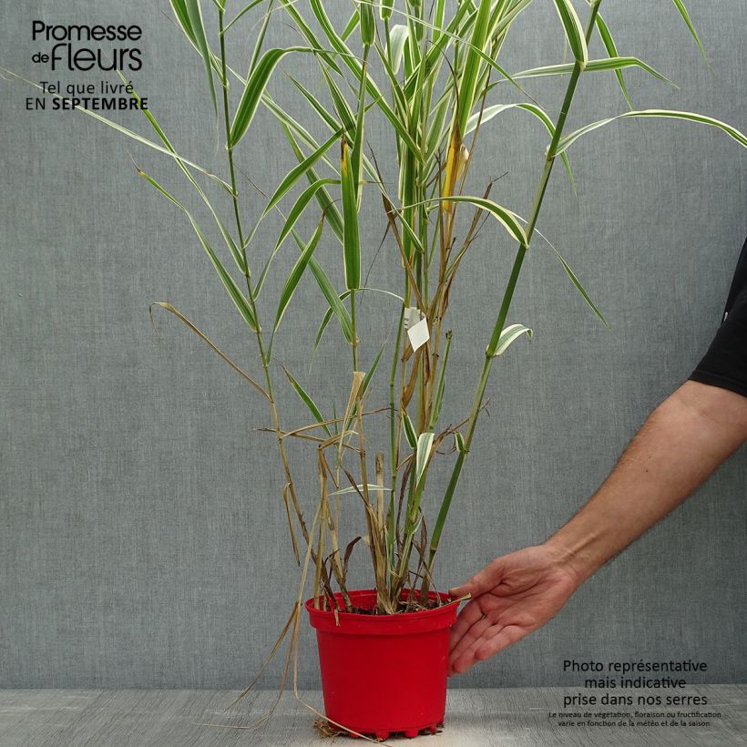 Arundo donax Versicolor 3L/4L pot sample as delivered in autumn