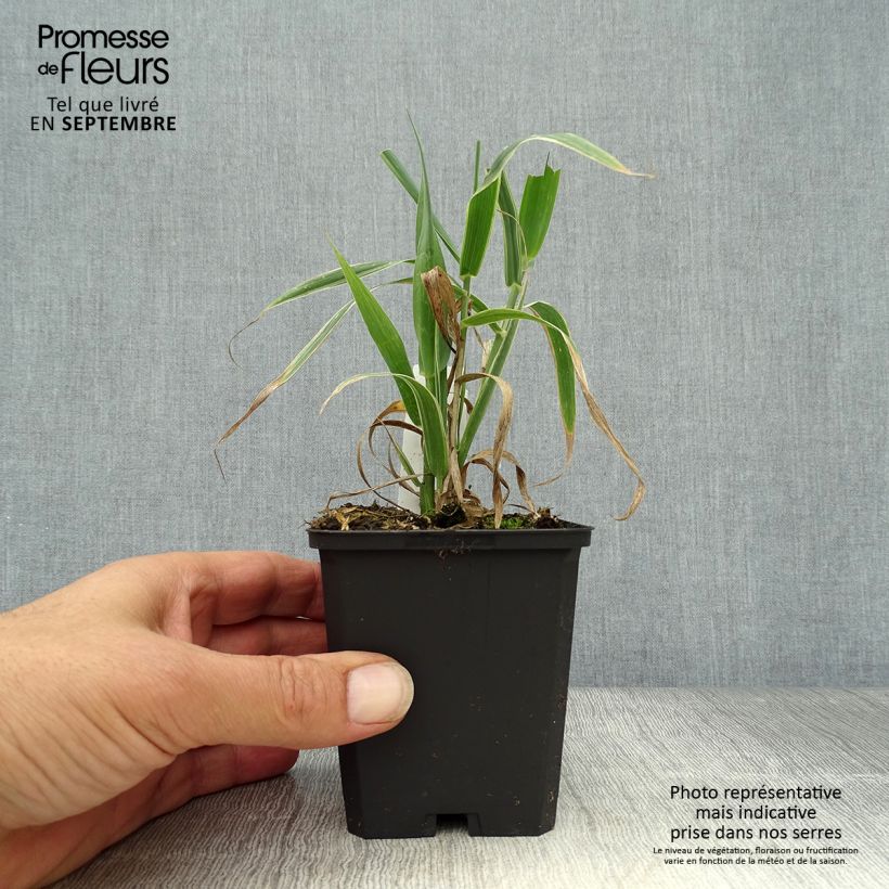 Arundo donax Versicolor 8/9 cm pot sample as delivered in autumn