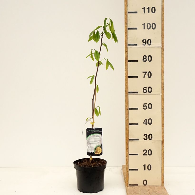 Asimina triloba Shenandoah - Pawpaw 4L/5L potShipped height around 100cm sample as delivered in spring