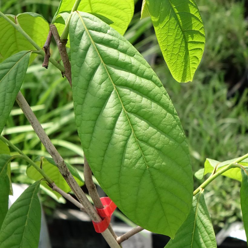 Asimina triloba Overleese - Pawpaw (Foliage)