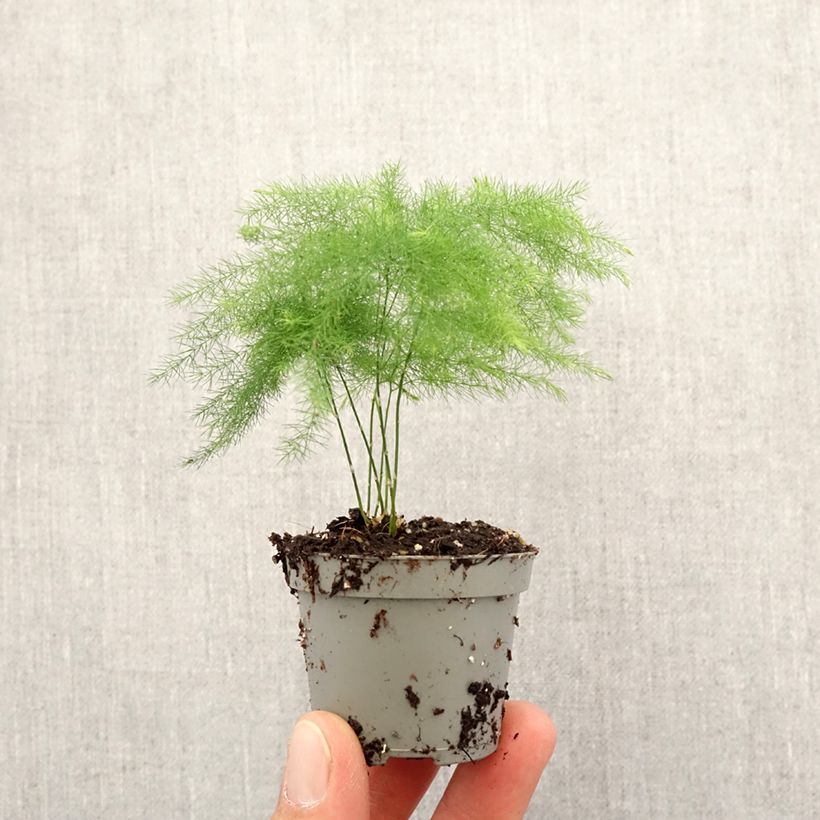 Asparagus plumosus - Fern asparagusumosa Mini-plante sample as delivered in spring
