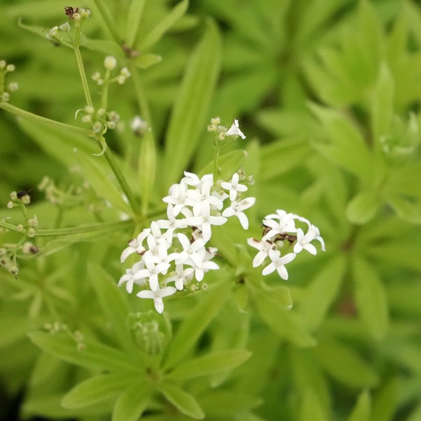 Galium odoratum (Flowering)