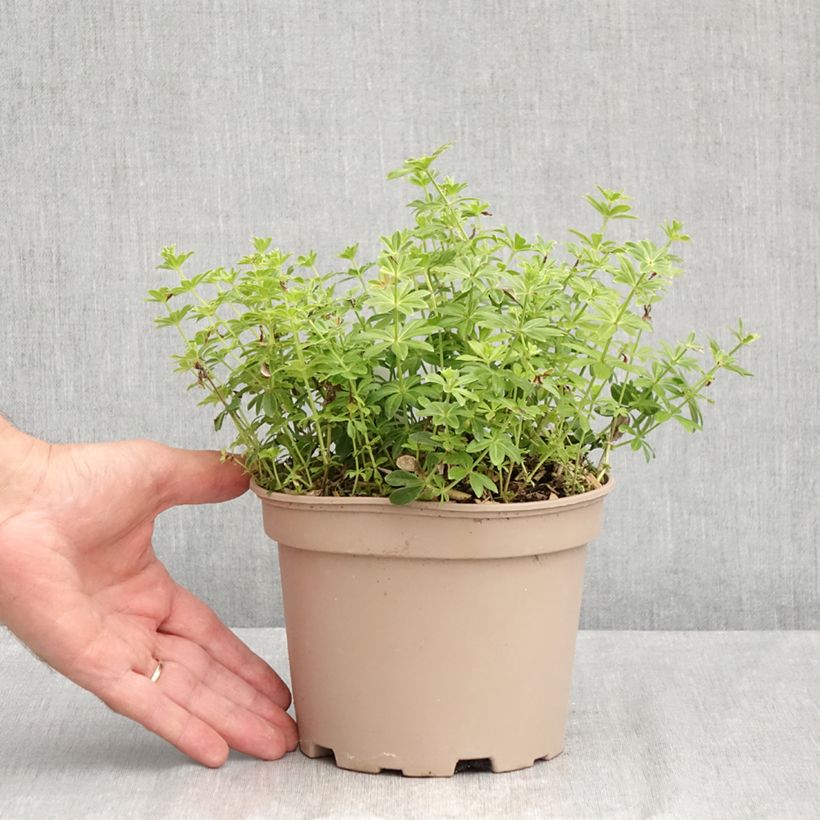 Galium odoratum 2L/3L pot sample as delivered in summer