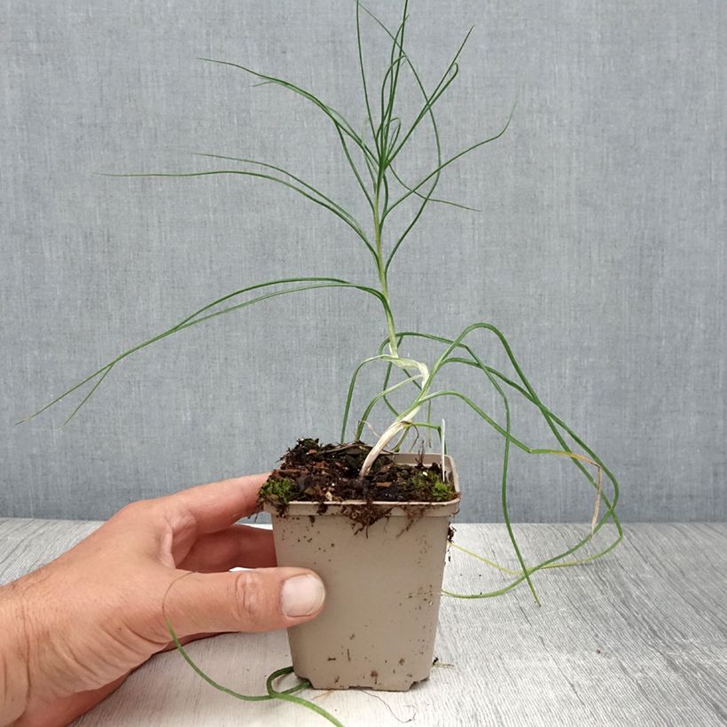 Asphodeline liburnica - Jacob's Rod 8/9 cm pot sample as delivered in summer