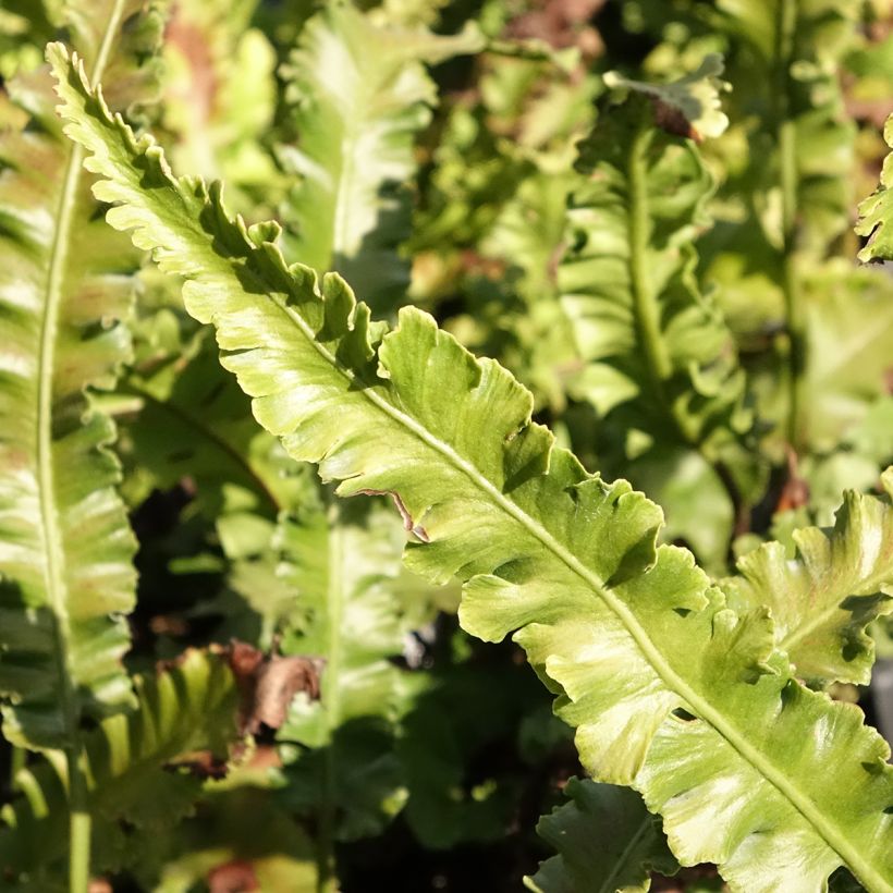 Phyllitis scolopendrium Angustifolia - Hart's-tongue fern (Foliage)