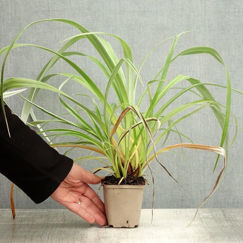 Astelia chathamica Silver Shadow 8/9 cm pot sample as delivered in autumn
