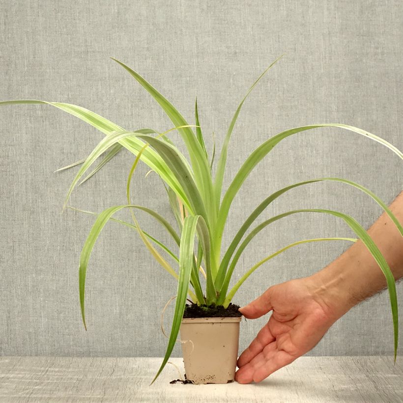 Astelia chathamica Silver Shadow 8/9 cm pot sample as delivered in summer