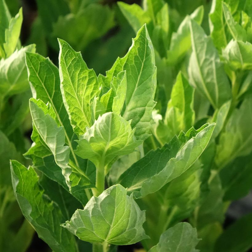Aster ageratoides Starshine (Foliage)