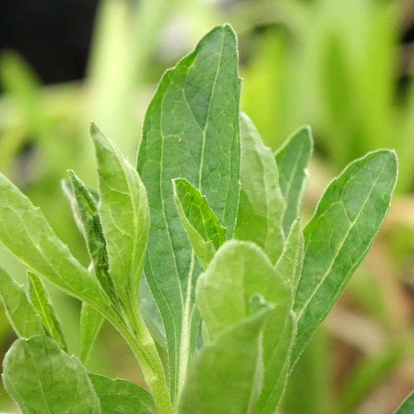 Aster ageratoides Starshine (Foliage)