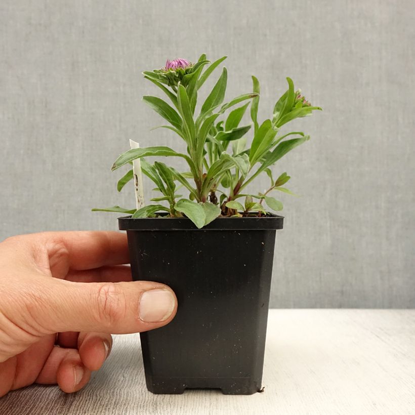 Aster alpinus Blue Beauty - Aster des Alpes Godet de 9cm sample as delivered in spring