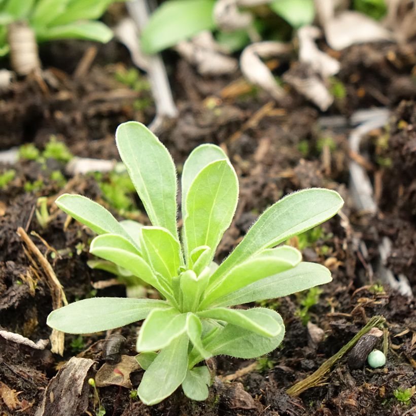 Aster alpinus Goliath (Foliage)