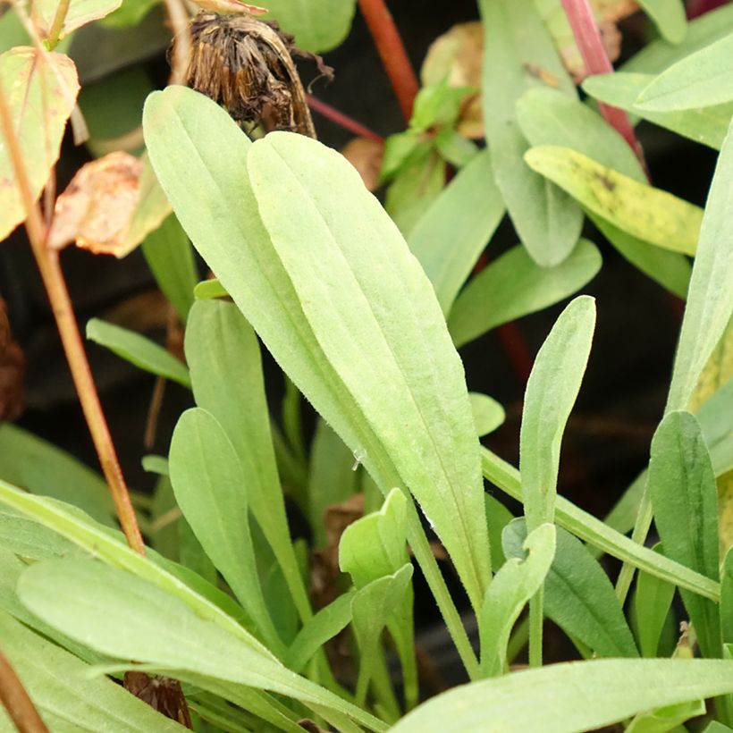 Aster alpinus Happy End (Foliage)