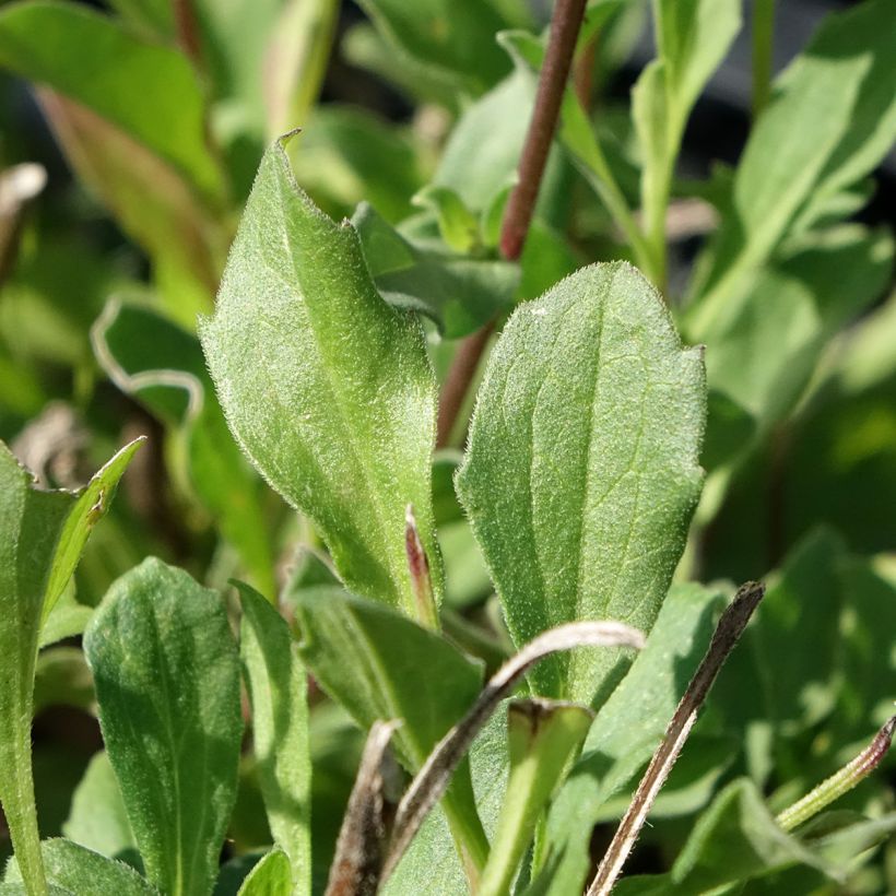 Aster amellus Rudolf Goethe (Foliage)
