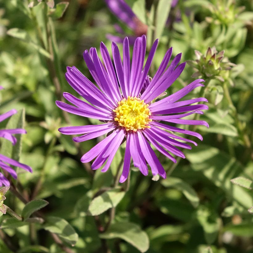 Aster amellus Veilchenkönigin - Violet Queen (Flowering)