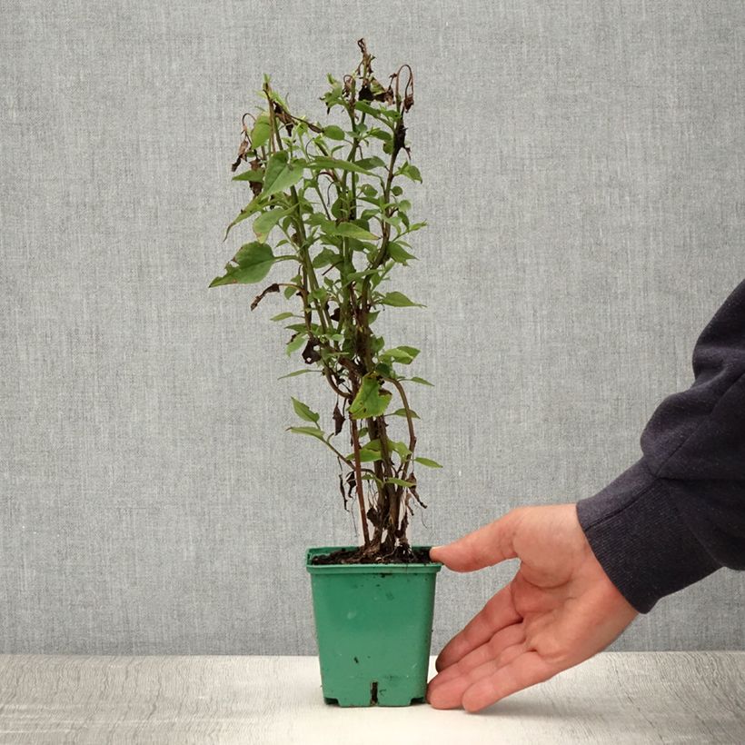 Aster cordifolius Blütenregen - Aster d'automne Godet de 9cm sample as delivered in summer