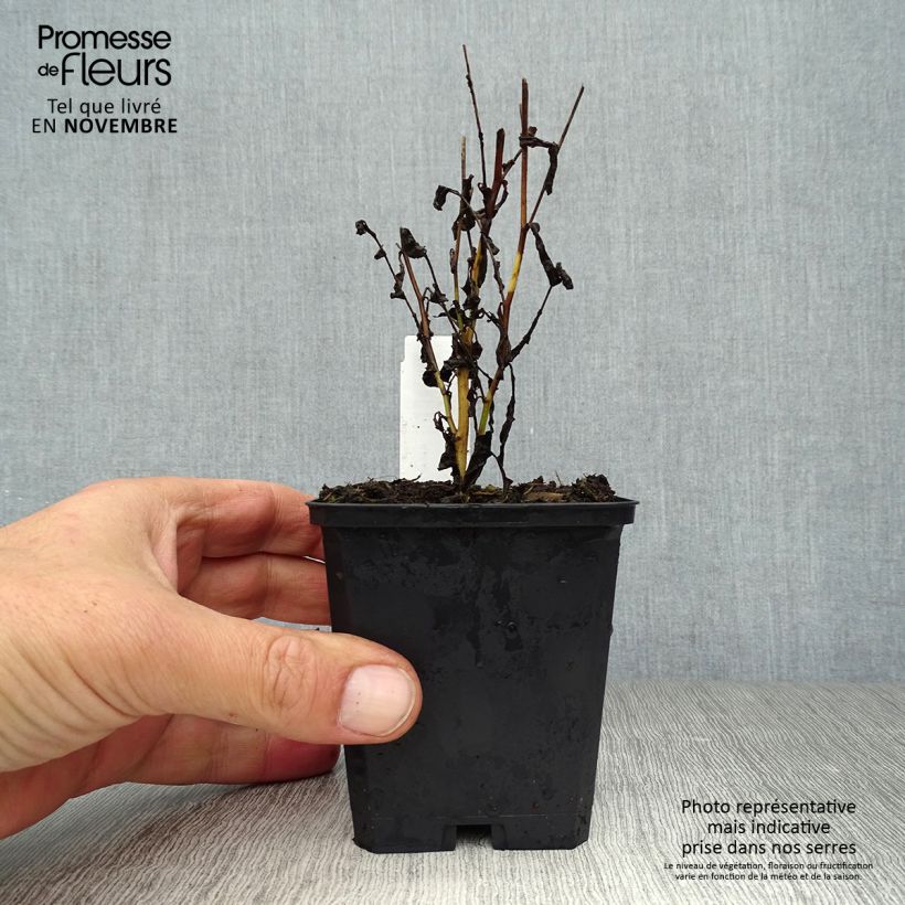 Aster cordifolius Ideal 8/9 cm pot sample as delivered in autumn