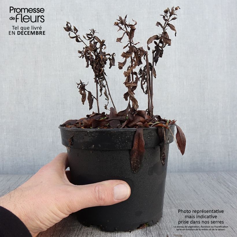 Aster dumosus Anneke 1.5L/2L pot sample as delivered in autumn