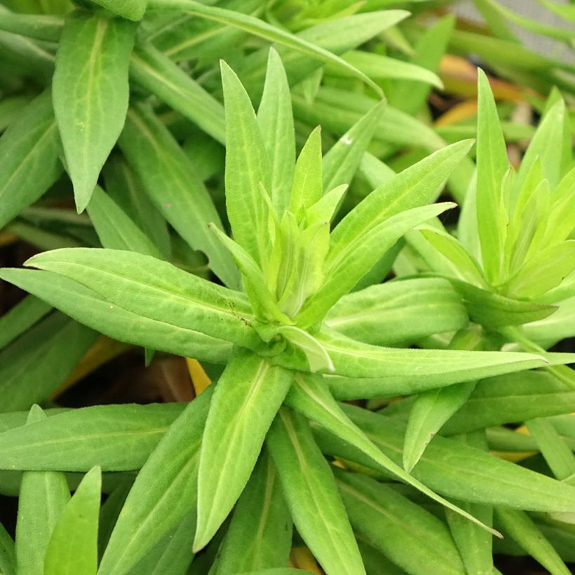 Aster dumosus Early Blue (Foliage)