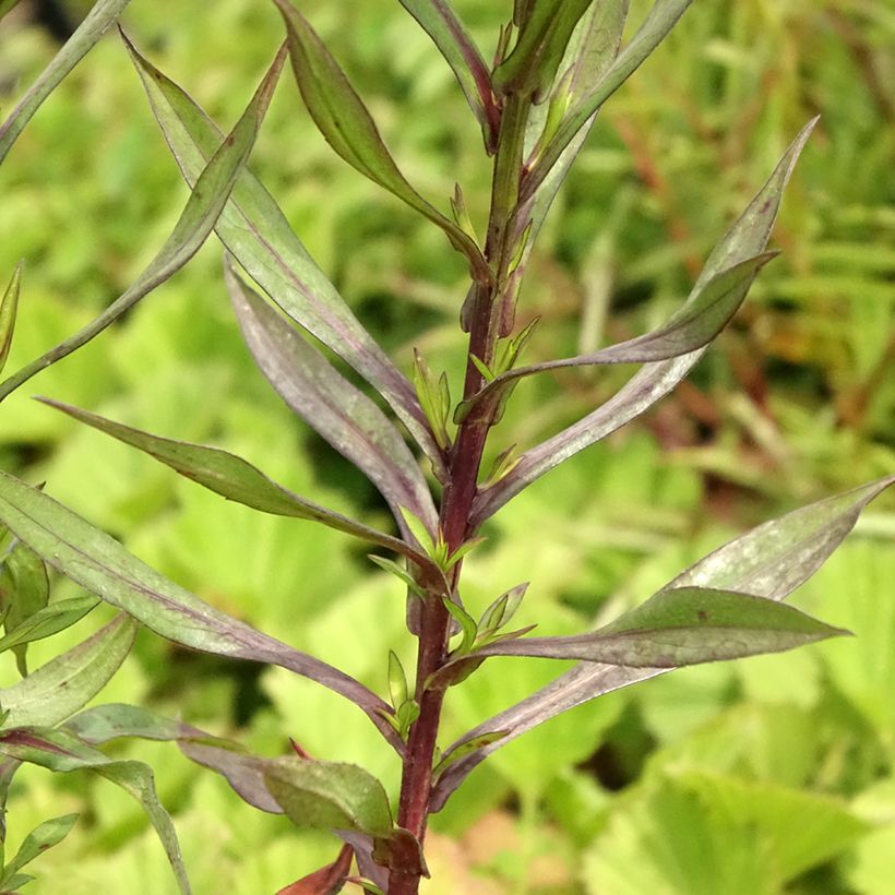 Aster dumosus Neron (Foliage)