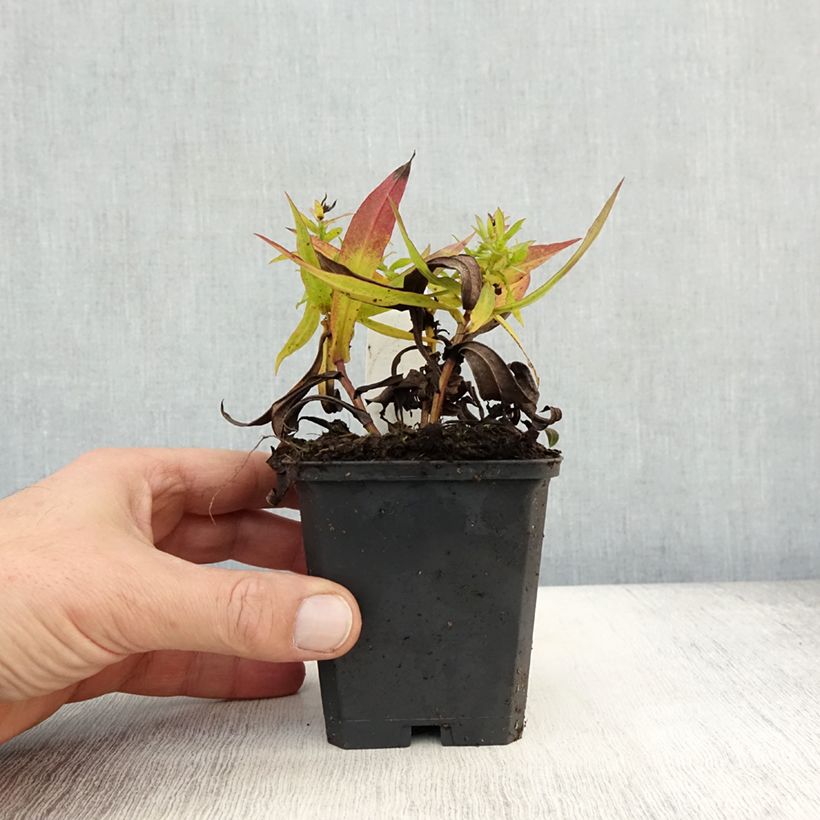Aster dumosus Professor Anton Kippenberg 8/9 cm pot sample as delivered in autumn