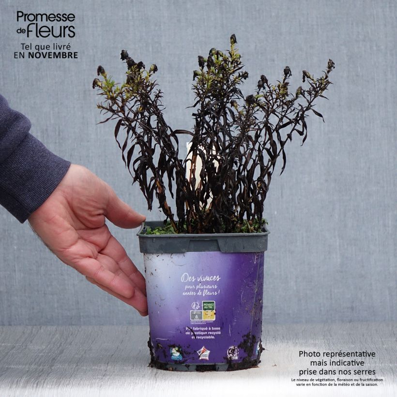 Aster dumosus Samoa 2L/3L pot sample as delivered in autumn