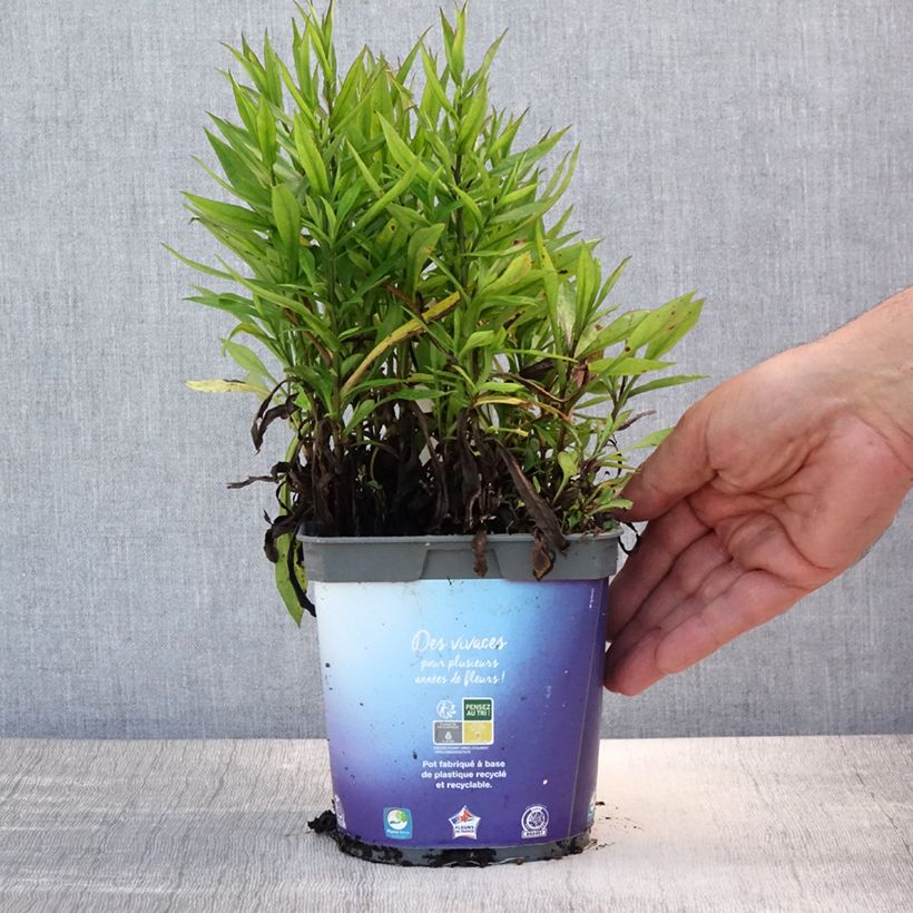Aster dumosus Samoa 2L/3L pot sample as delivered in summer