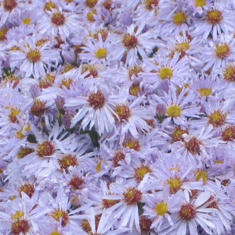 Aster dumosus Silberblaukissen (Flowering)