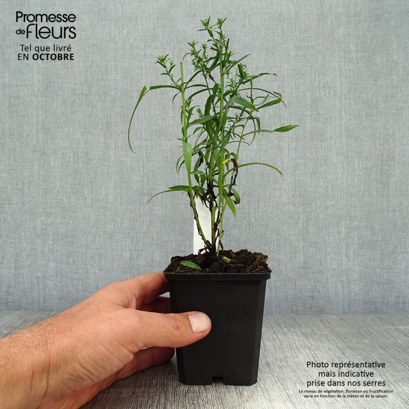Aster ericoides Blue Wonder 8/9 cm pot sample as delivered in autumn